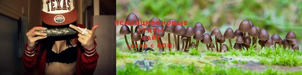 ешки Снежногорск