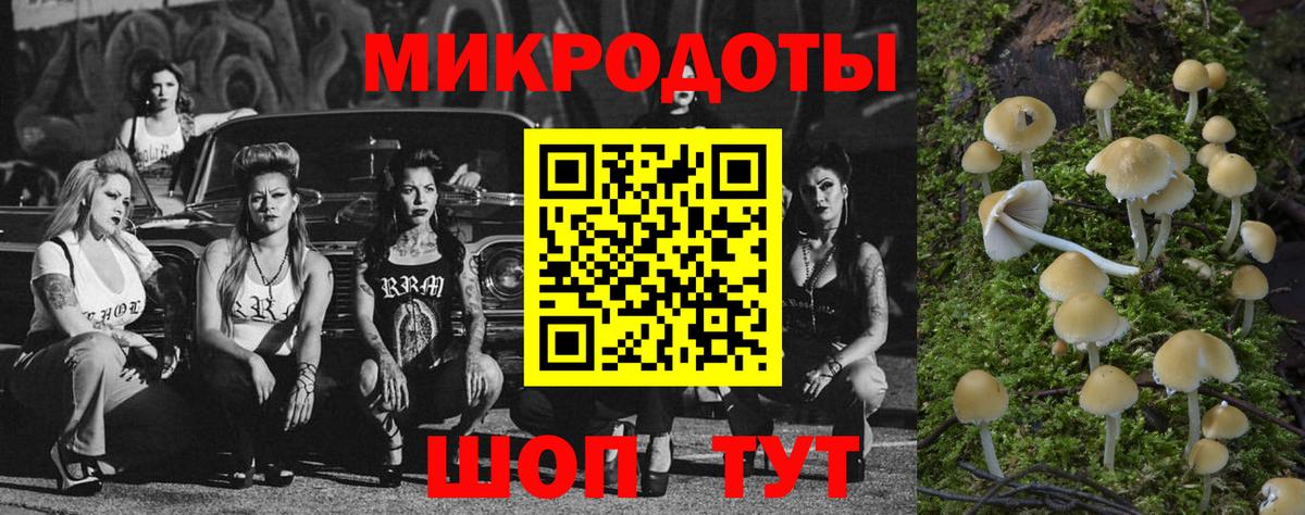 Луга  Псилоцибиновые грибы Psilocybe  Вход с VPN 